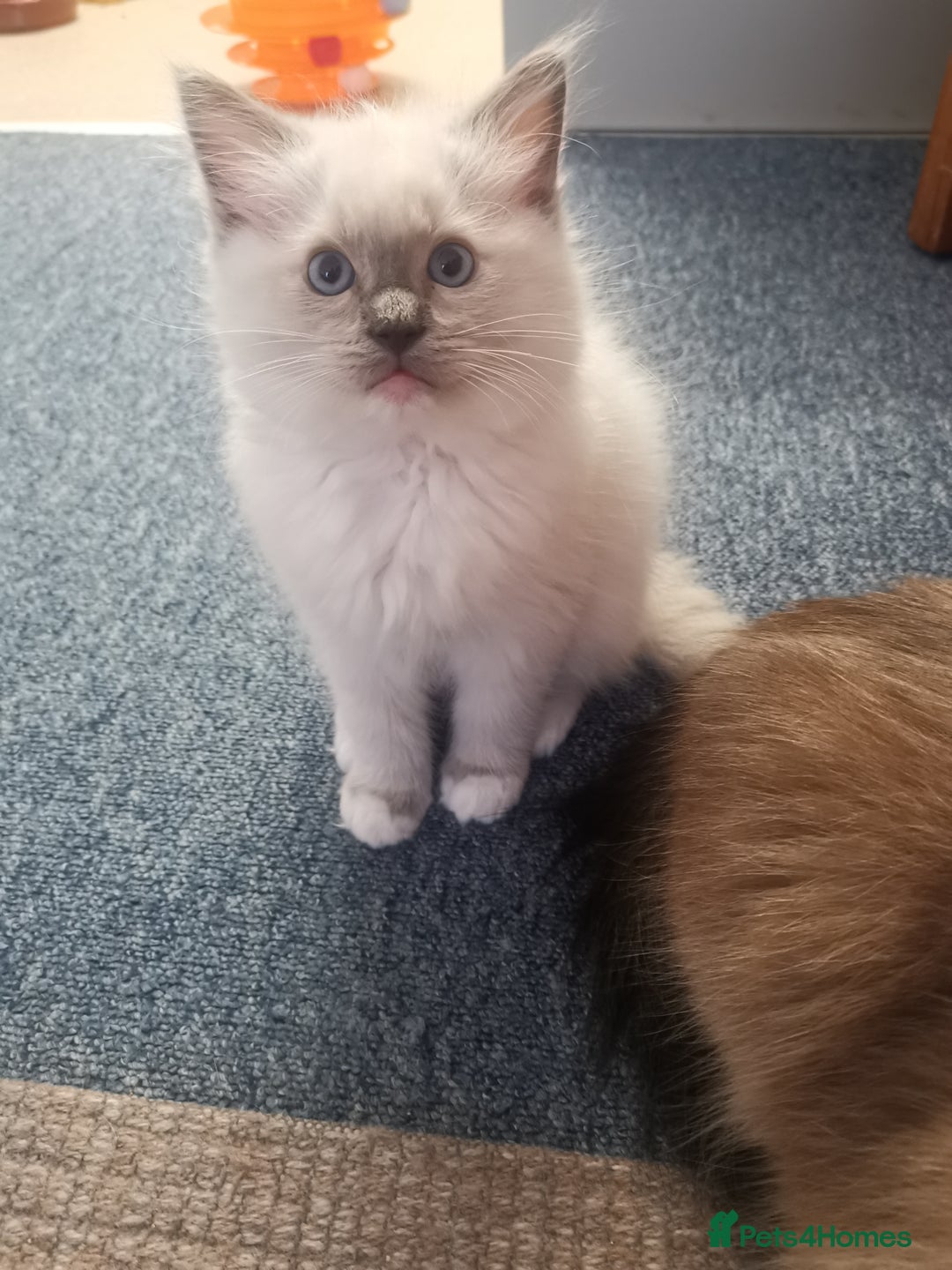 Ragdoll cats for sale: Beautiful Ragdoll Kittens - Image 3