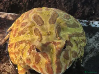 Frog reptiles Lime Pacman frog ( Male ) - Advert 2