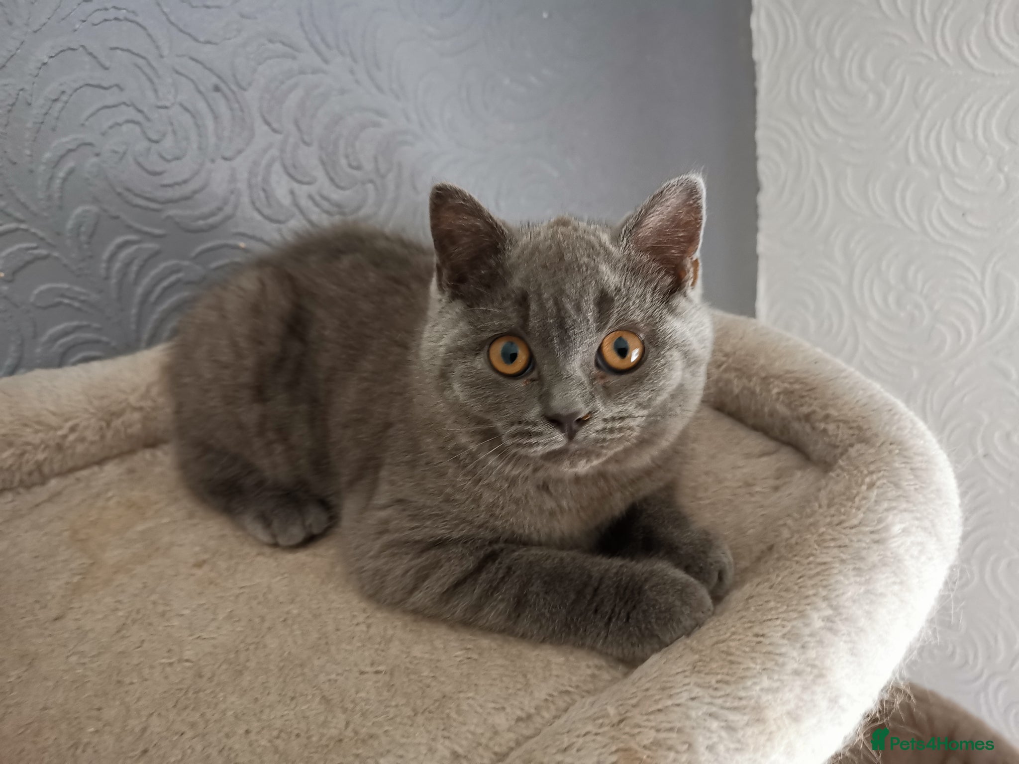 British Shorthair cats Stunning GCCF reg kittens ready to leave now! - Advert 1