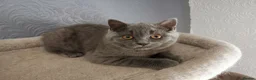 British Shorthair cats for sale: Stunning GCCF reg kittens ready to leave now! - Advert 1