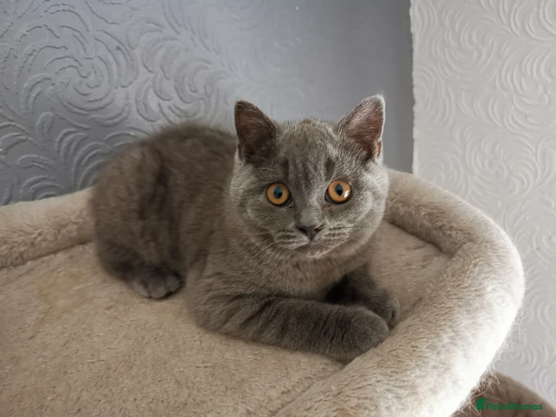 British Shorthair cats for sale: Stunning GCCF reg kittens ready to leave now! - Advert 1