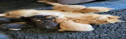 Mixed Breed cats for sale: Beautiful kittens in Cambridge - Advert 3