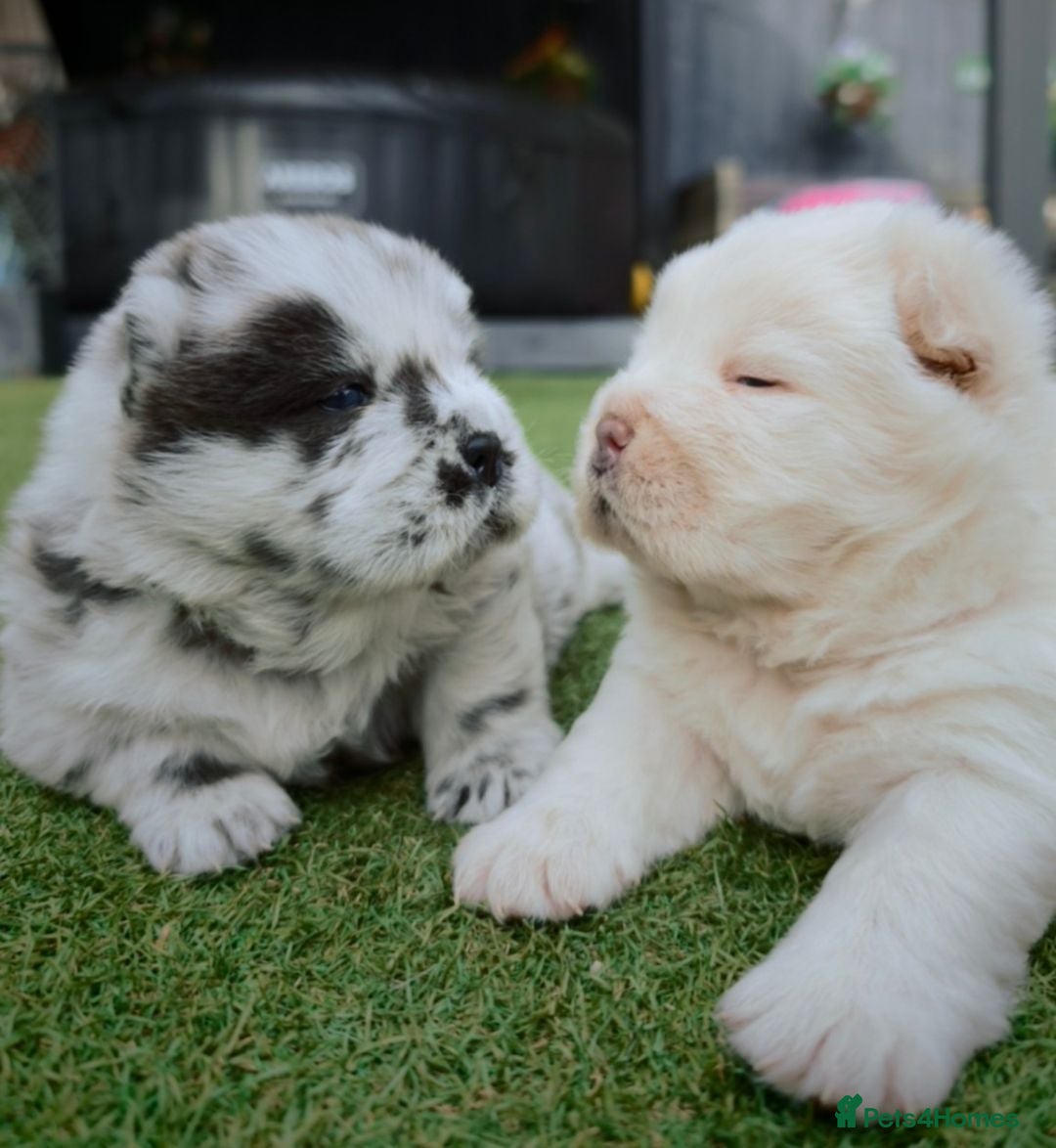 Chow Chow dogs Smooth coat rare chow chow puppies - Advert 4