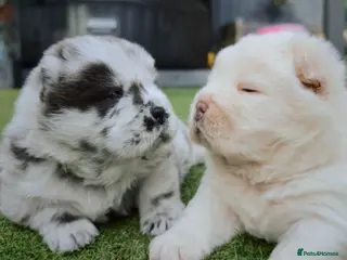 Chow Chow dogs Smooth coat rare chow chow puppies - Advert 5