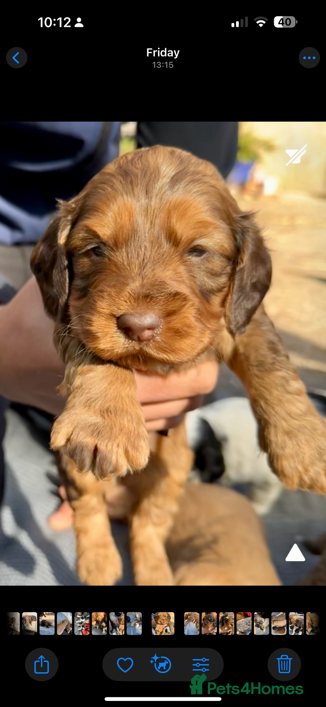 Cockapoo dogs for sale: F1BB Cockapoo Pups  - Image 15