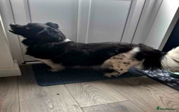 Mixed Breed dogs for adoption: Harry 3 years old - Image 3