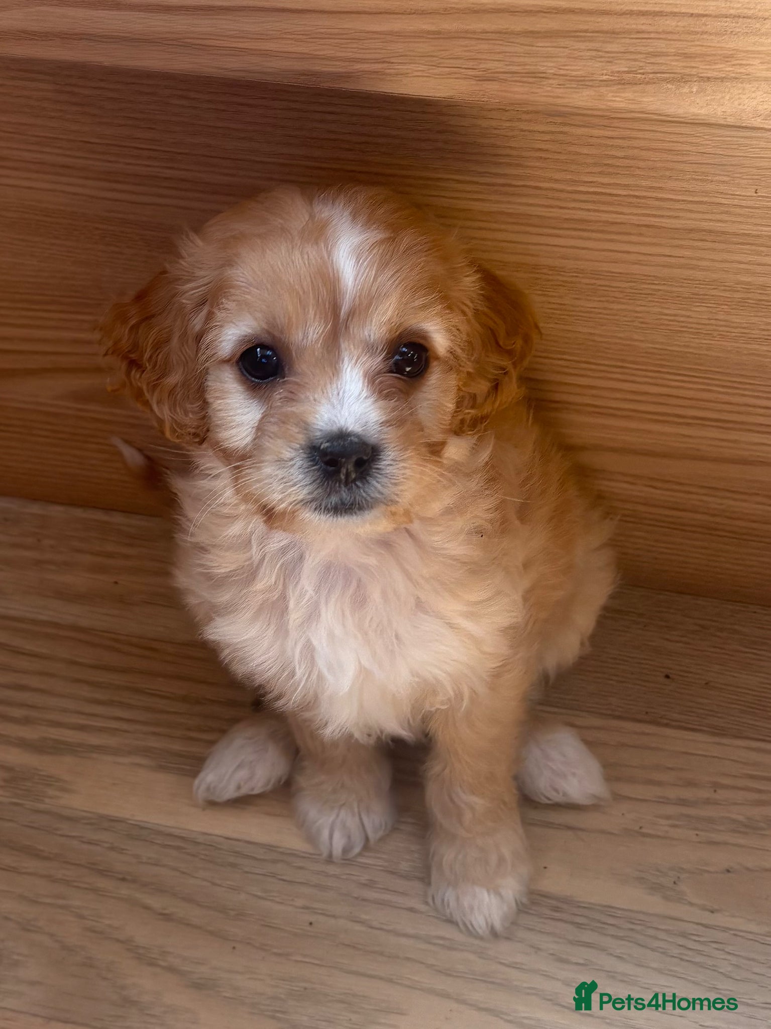 Cavapoo dogs F1b Cavapoo pupppies… - Advert 2
