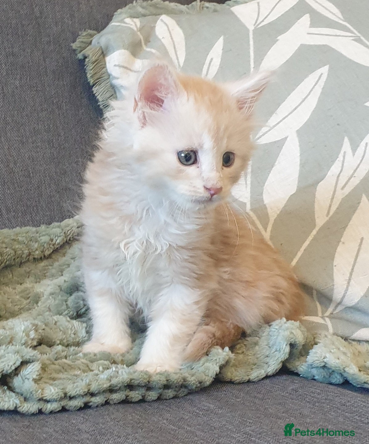 Maine Coon cats Tica registered Maine Coons  - Advert 9