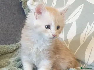 Maine Coon cats Tica registered Maine Coons - Advert 9