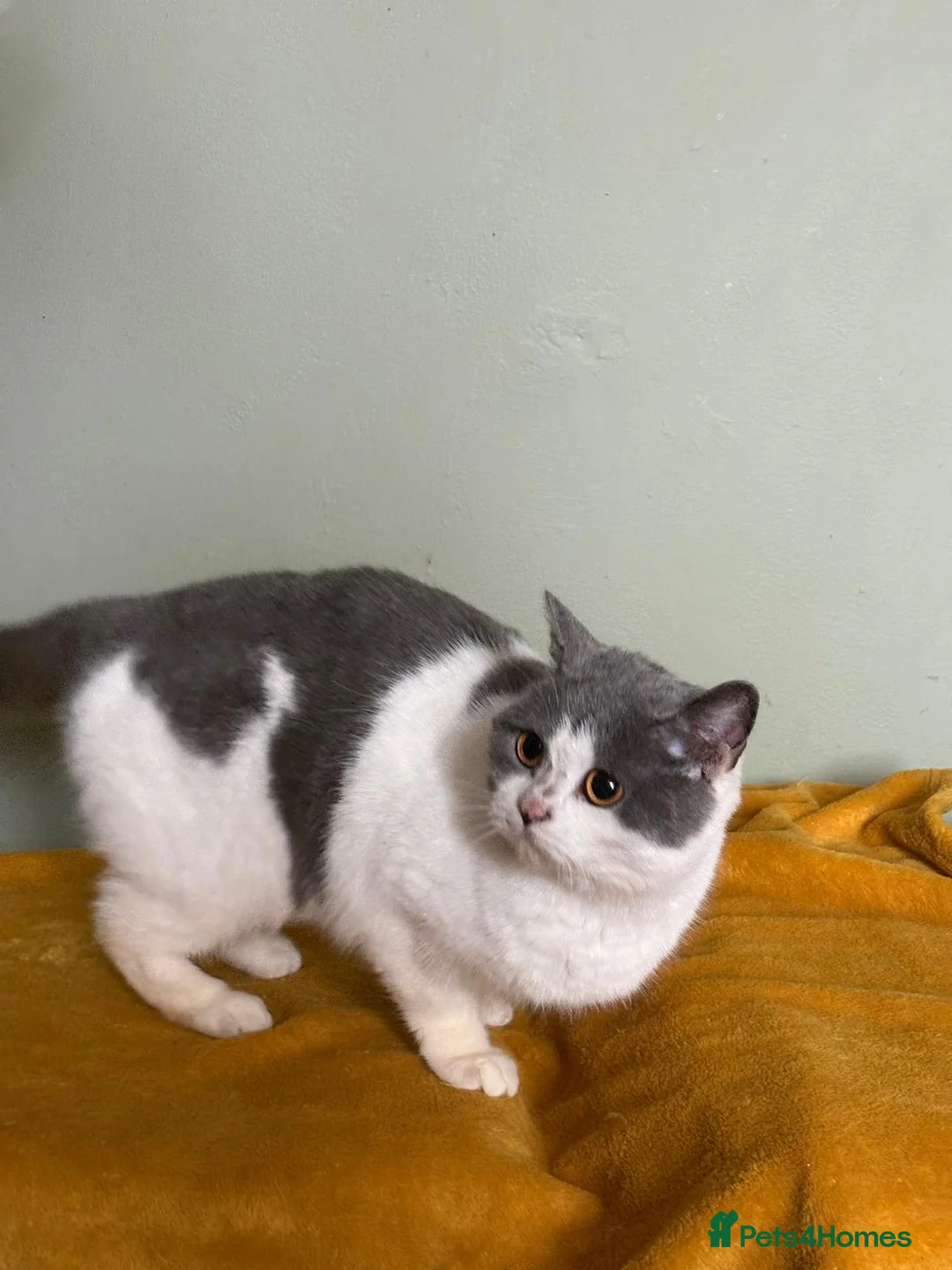 British Shorthair cats for sale: Beautiful British Shorthair  - Advert 2