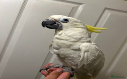 Parrots birds for sale: Hand Reared Baby Triton Cockatoo - Image 1