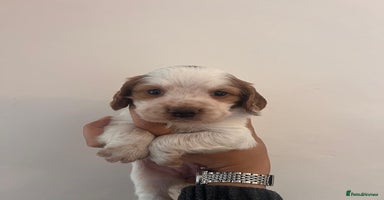 Cocker Spaniel dogs - Advert 8