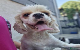 American Cocker Spaniel dogs for adoption: Ozzy! - Image 3