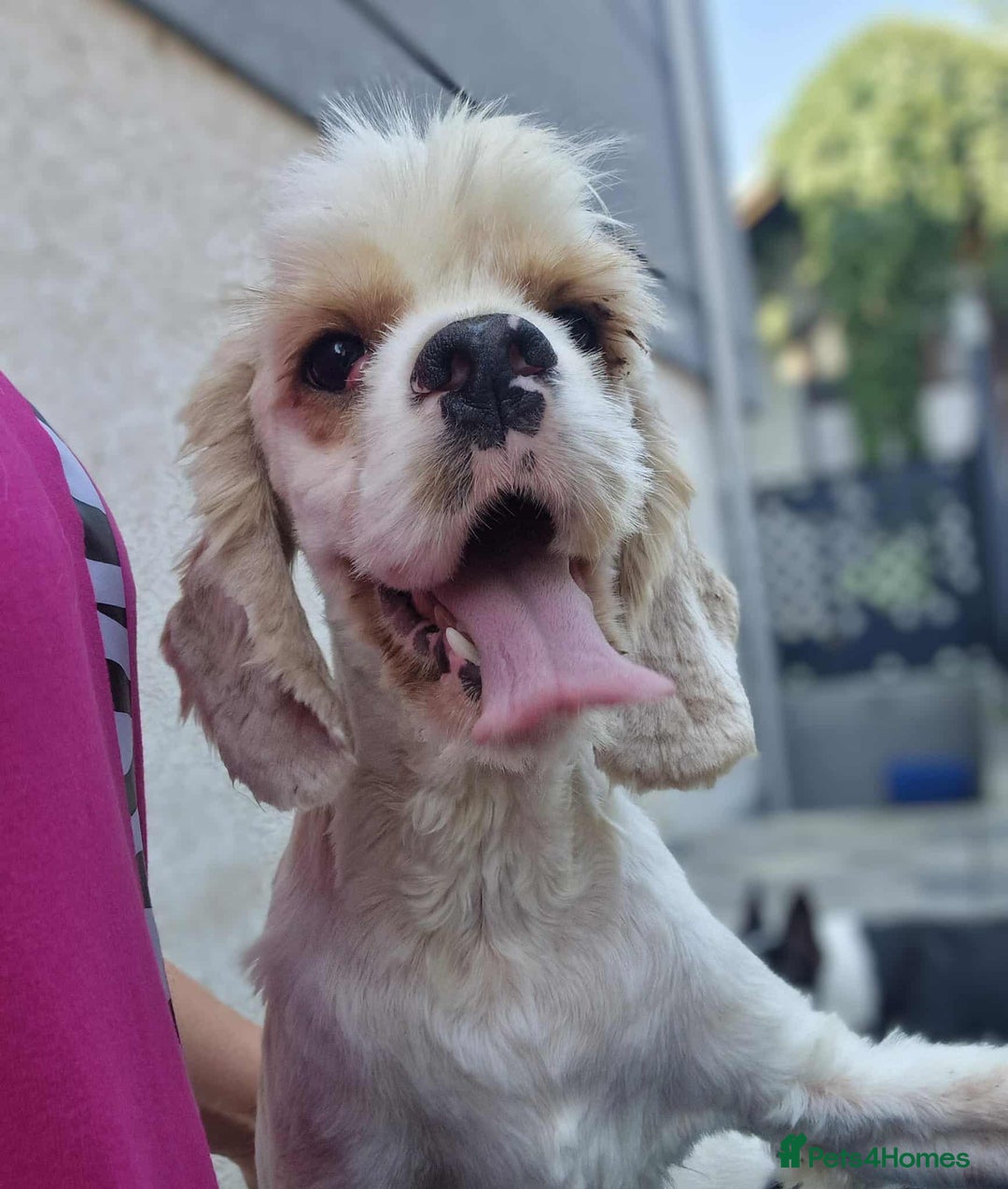 American Cocker Spaniel dogs for adoption: Ozzy! - Image 3
