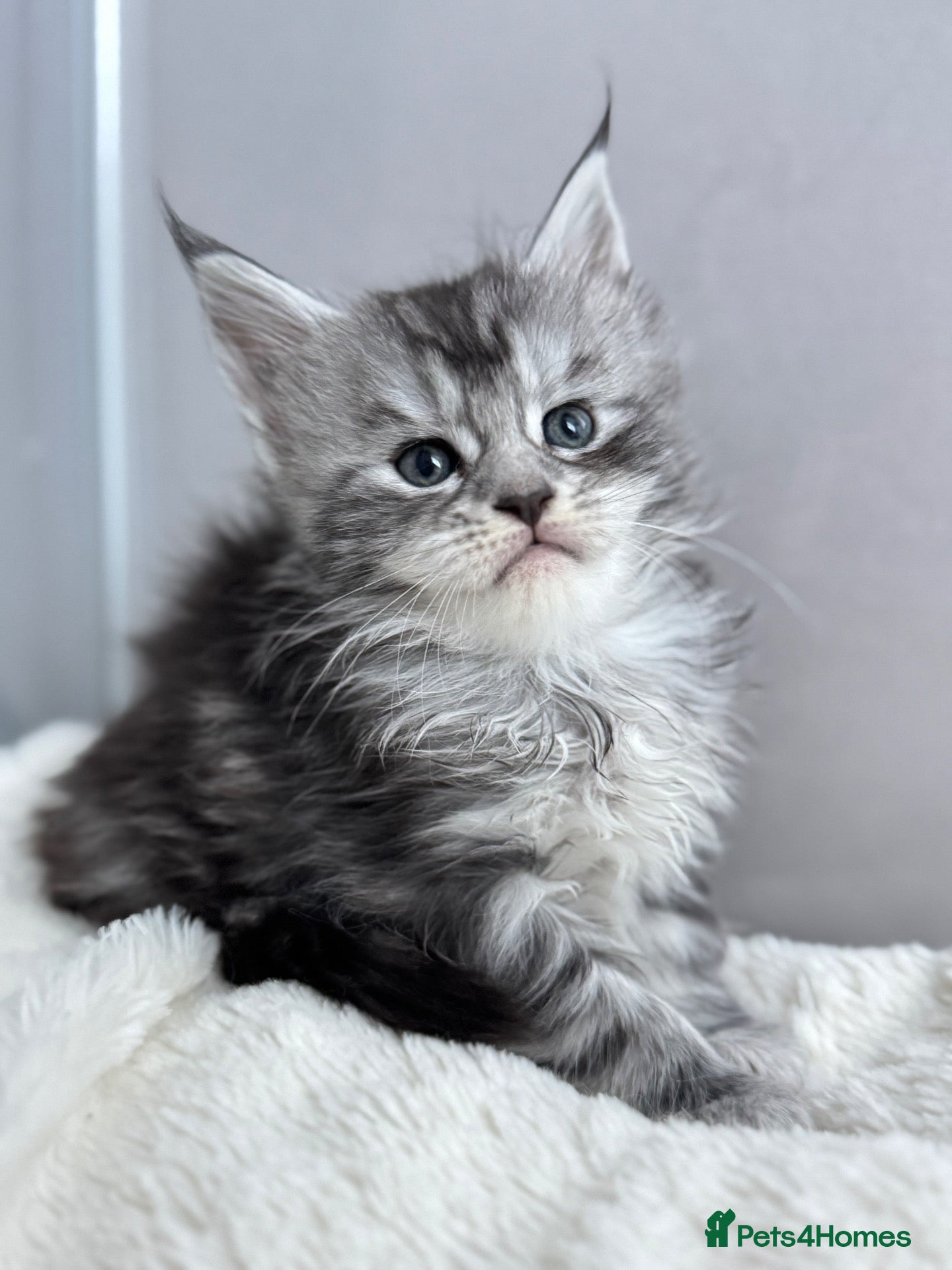 Maine Coon cats 🌟🌟 Amazing Kittens Maine Coon 🌟🌟 - Advert 4