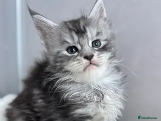 Maine Coon cats 🌟🌟 Amazing Kittens Maine Coon 🌟🌟 - Advert 4