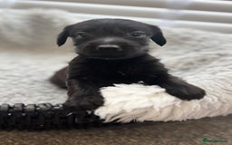 Mixed Breed dogs for sale: Cockapoo X pattadale pups  - Image 4