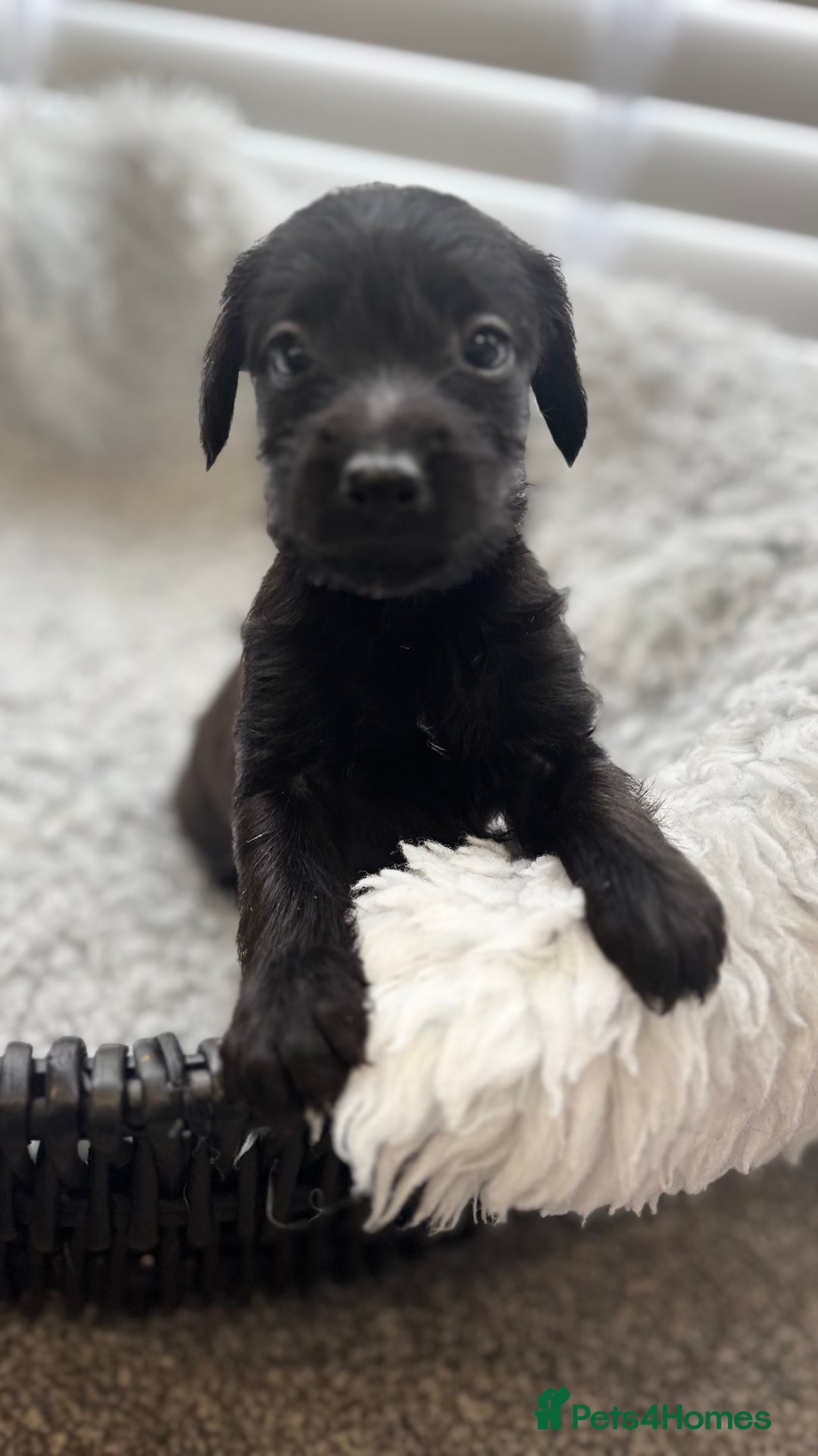Mixed Breed dogs for sale: Cockapoo X pattadale pups  - Image 4