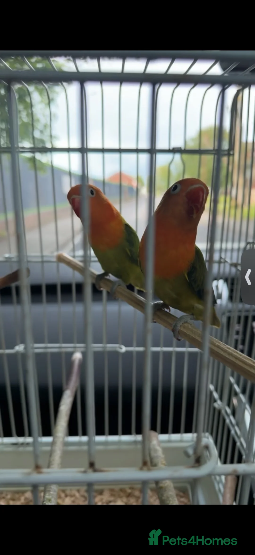 Lovebirds birds for sale: 2 lovebirds for rehoming  - Advert 2