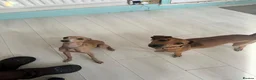 Italian Greyhound dogs for sale: Italian Greyhound pups  in Sutton-in-Ashfield - Advert 3