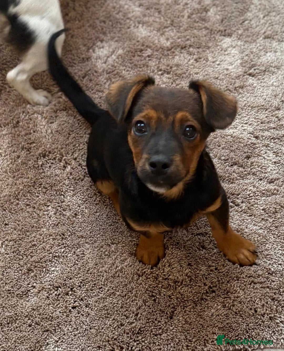 Jack Russell dogs for sale: Traditional Short-legged Jack Russell Boy. - Image 12