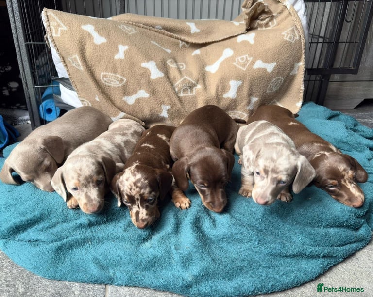 Miniature Dachshund dogs ADORABLE MINIATURE DACHSHUND LITTER - Advert 17