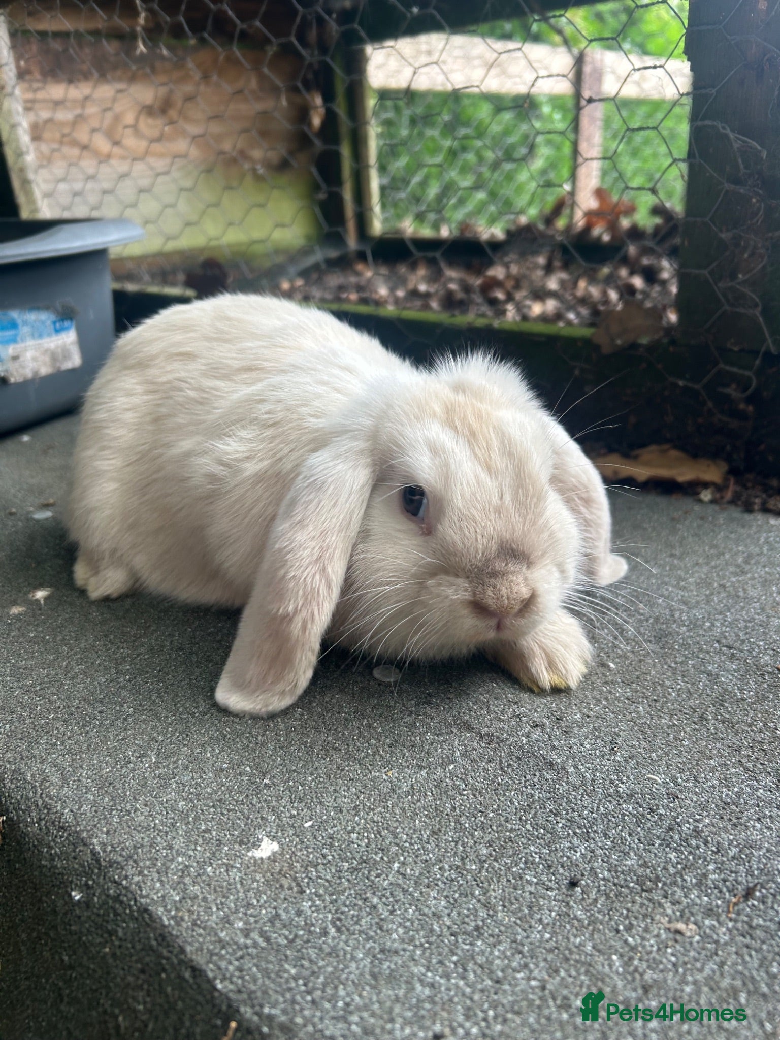 Mini Lop rabbits 1 female mini lop left  - Advert 16