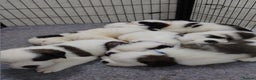 Saint Bernard dogs for sale: Saint Bernard puppies - Advert 4