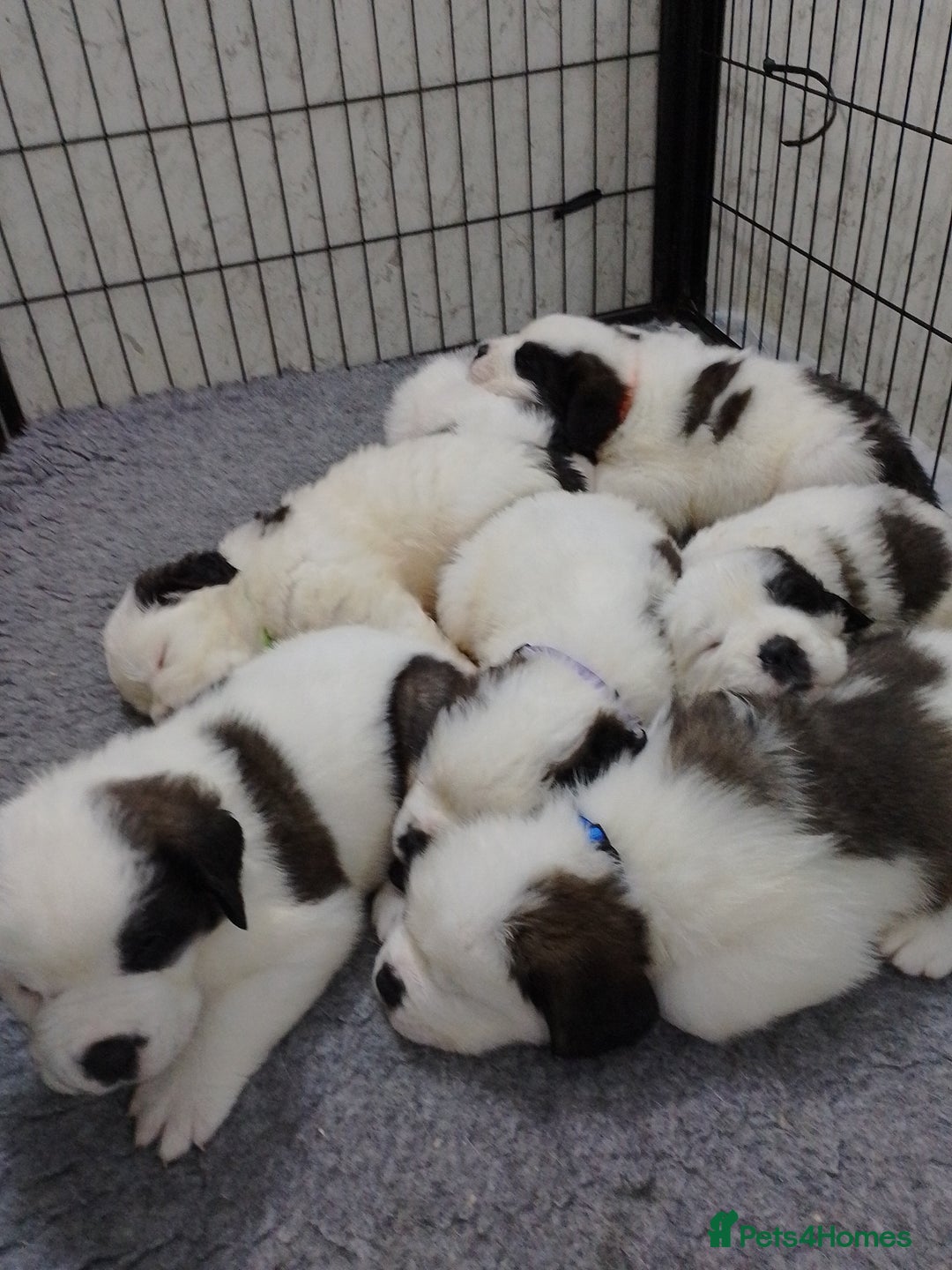 Saint Bernard dogs for sale: Saint Bernard puppies - Advert 4
