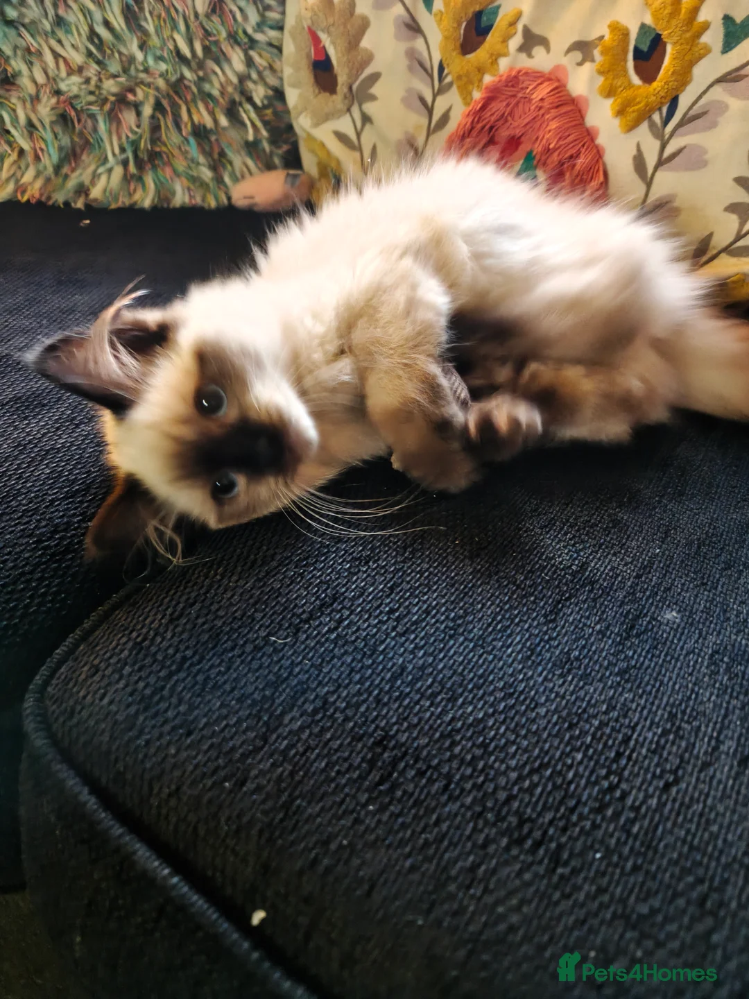 Ragdoll cats for sale: Ragdoll Girl - Advert 8