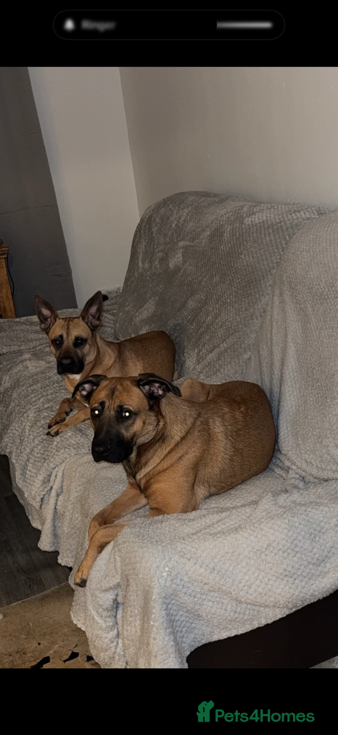 Mixed Breed dogs for sale: 10 puppy’s 6 boys 4 girls ready in 6 weeks  - Advert 19