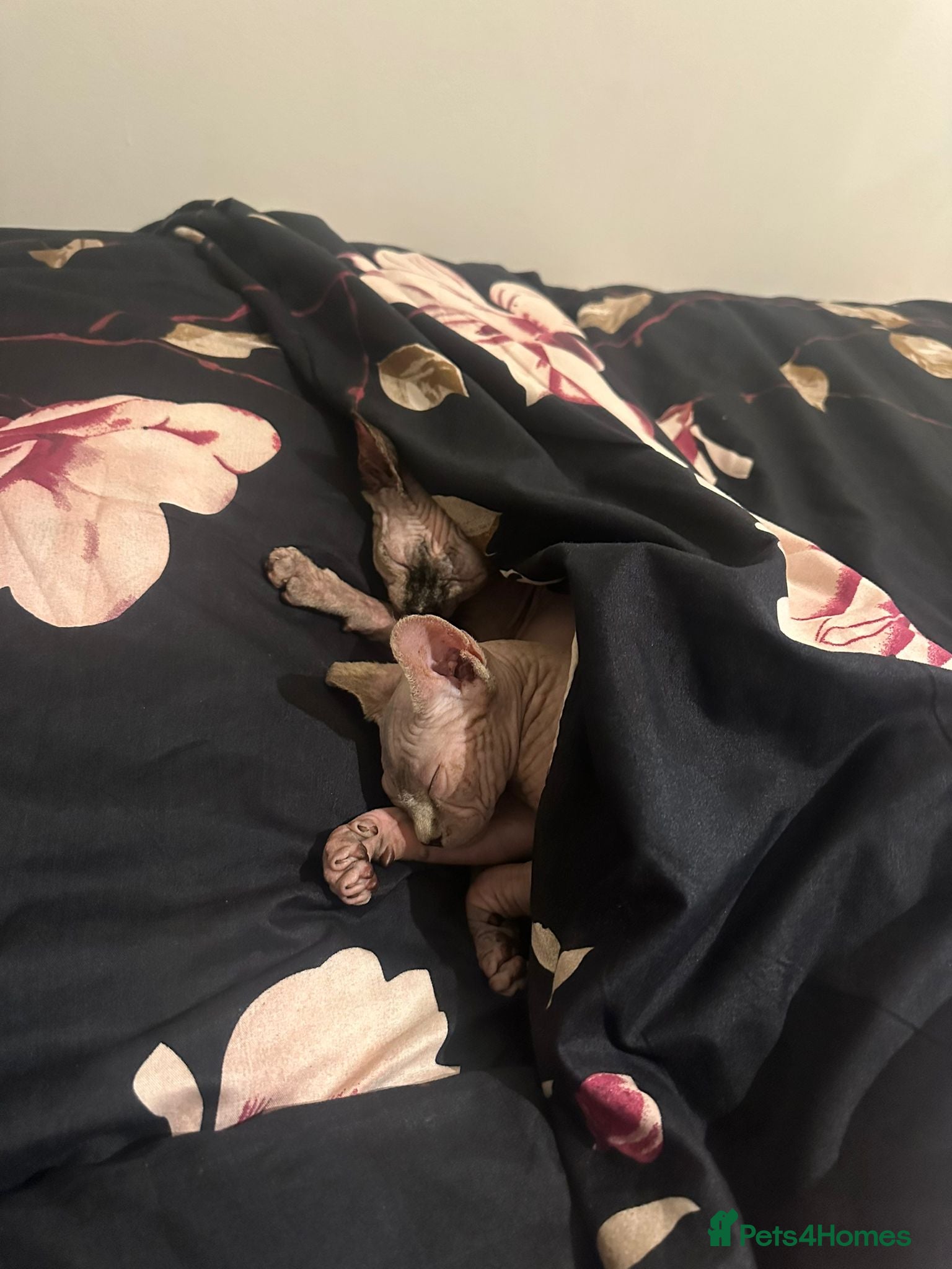 Sphynx cats Sphynx Kittens for sale 500£ - Advert 6