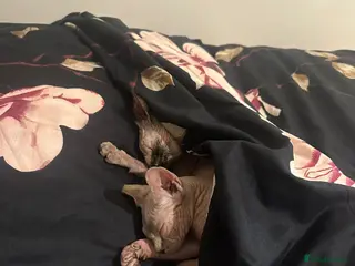 Sphynx cats Sphynx Kittens for sale 500£ - Advert 6