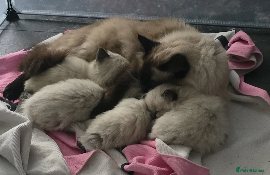 Ragdoll cats for sale: Beautiful ragdoll kittens  - Advert 2