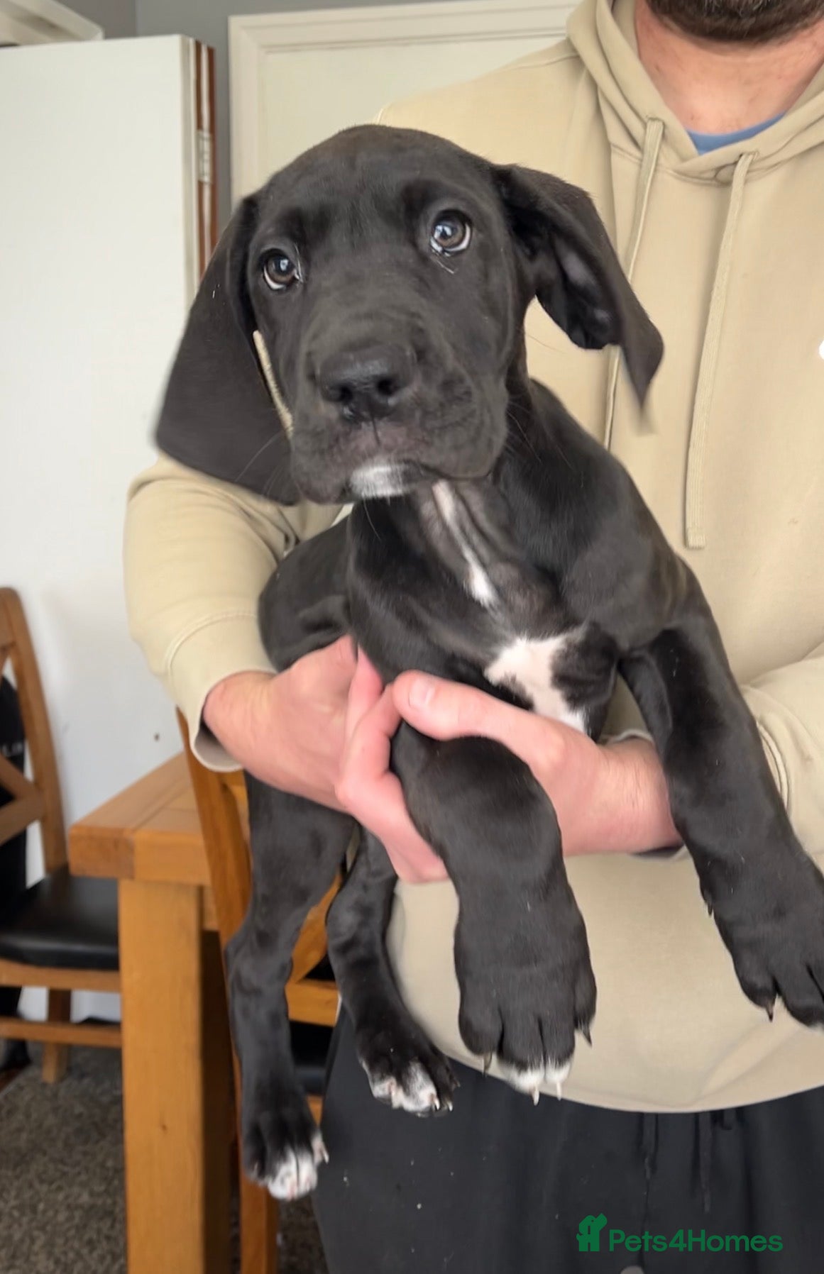 Great Dane dogs Offers on black Kc reg health tested Dane pups - Advert 1