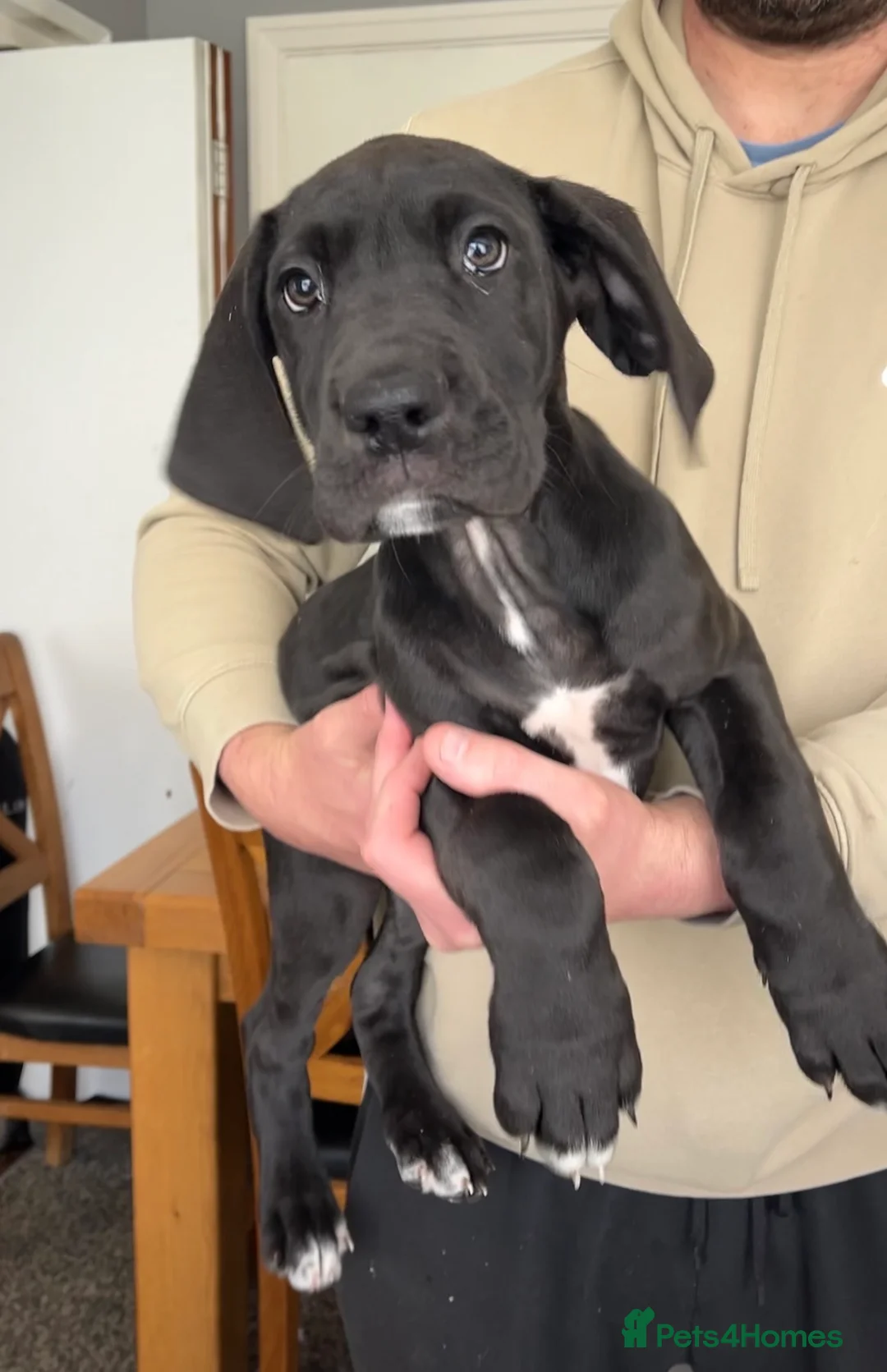 Great Dane dogs for sale: Offers on black Kc reg health tested Dane pups - Advert 1