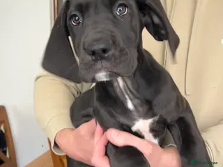 Great Dane dogs Offers on black Kc reg health tested Dane pups - Advert 1