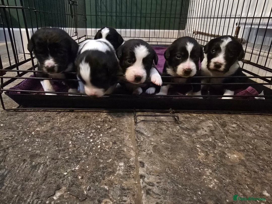 Sprollie dogs for sale: Sprollie Puppies - Image 1