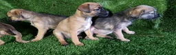 Mixed Breed dogs for sale: Border terrier cross jack russel puppies  - Advert 1