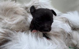 Mixed Breed dogs for sale: 🐾 Beautiful Whippet x Collie Puppies! 🐾 - Image 14