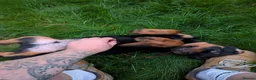 Rottweiler dogs for sale: KC Reg Male Rottie pup - Advert 3