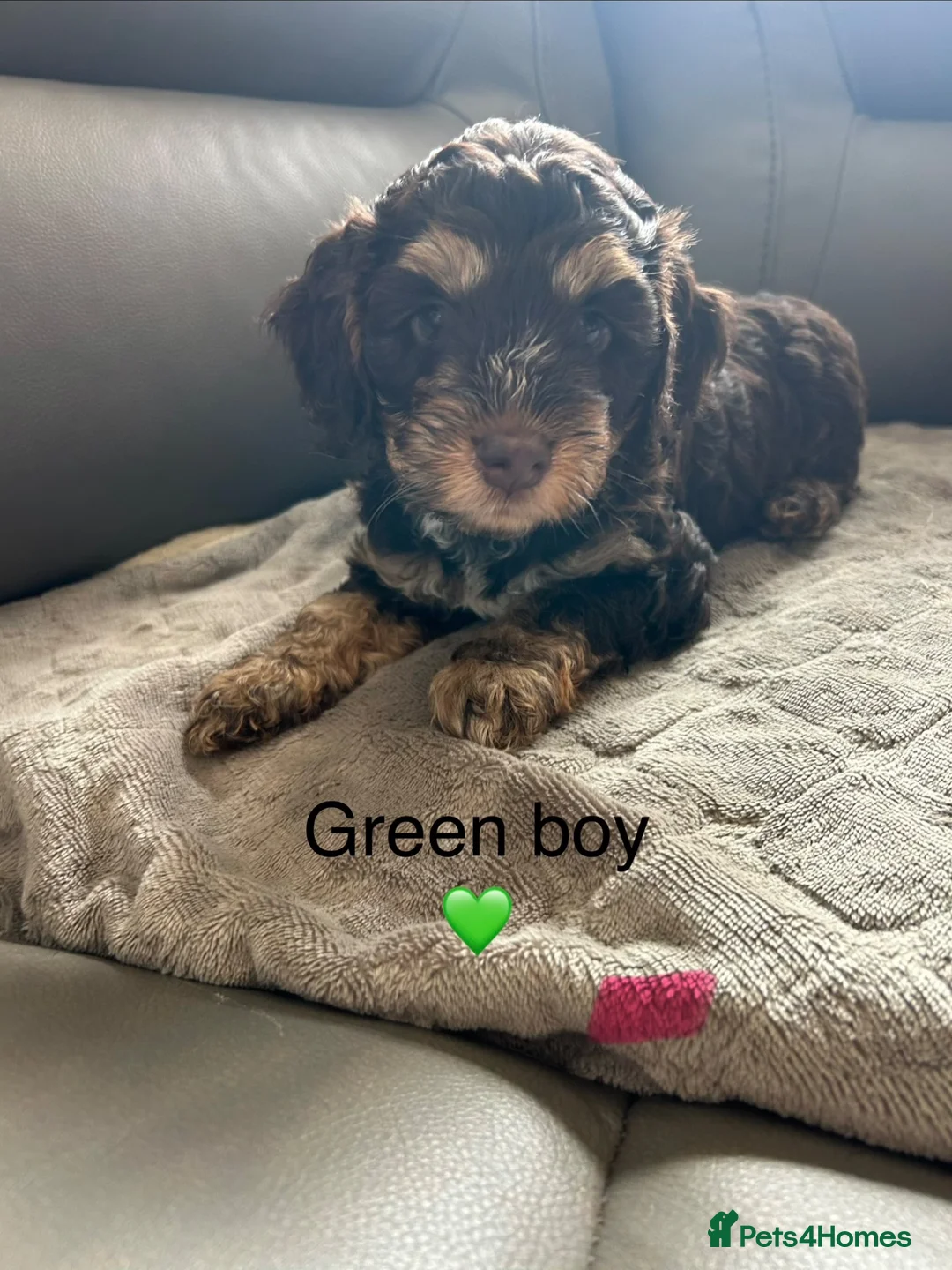 Cockapoo dogs for sale: 4 gorgeous puppies 💙❤️ in Spalding - Advert 5