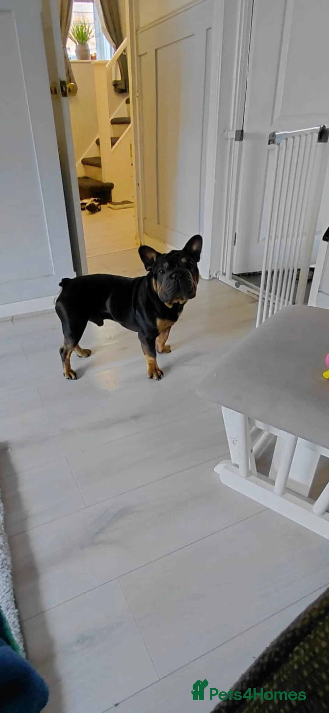 French Bulldog dogs for sale: 🐾 French Bulldog Looking for a Loving Home 🐾 - Advert 2