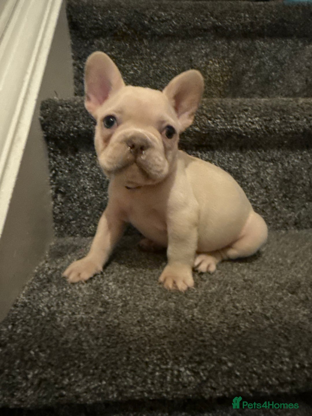 French Bulldog dogs for sale: Cream/ platinum French Bulldog puppy , ready now❤️ - Advert 20