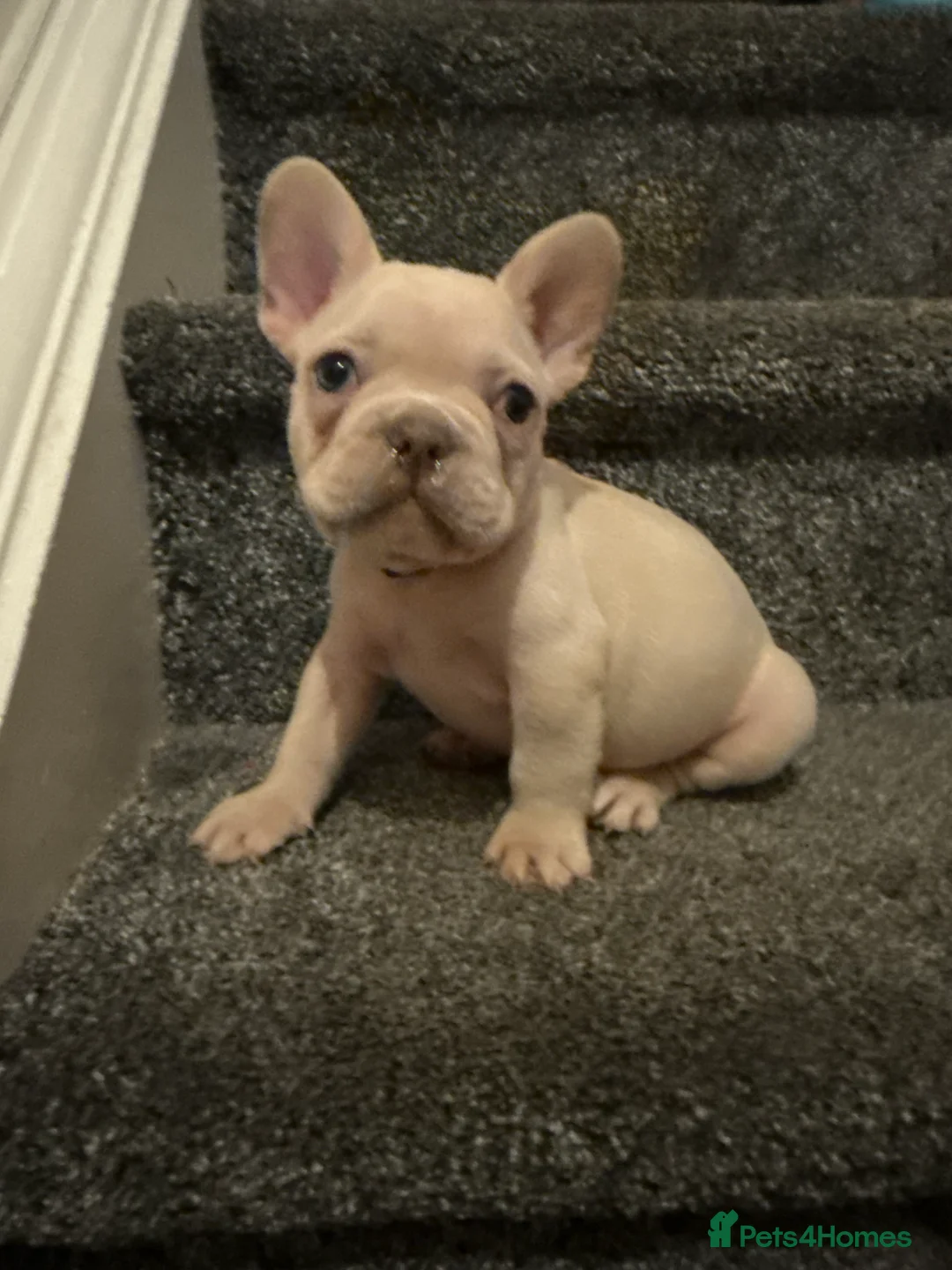 French Bulldog dogs for sale: Cream/ platinum French Bulldog puppy , ready now❤️ - Advert 26