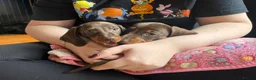 Miniature Dachshund dogs for sale:  🍫 2 Boys Left !! Chocolate & Tan Dachshunds  - Advert 3