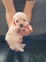 Cockapoo dogs 5 Cockapoo puppies 4 Boys 1 Girl - Advert 13