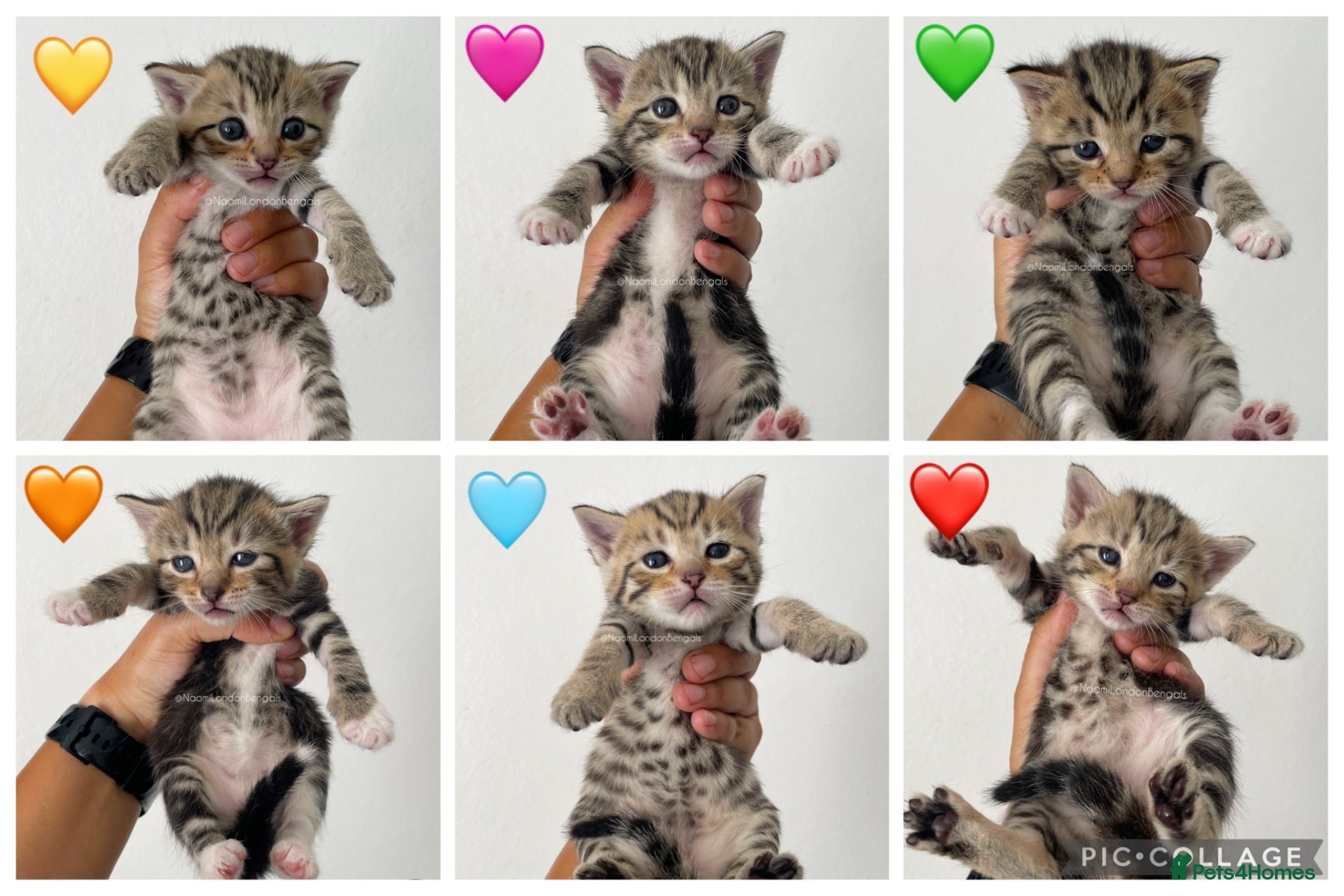 Bengal cats 🌈 BENGAL KITTENS 🌈 ⭐️⭐️⭐️⭐️⭐️ - Advert 2