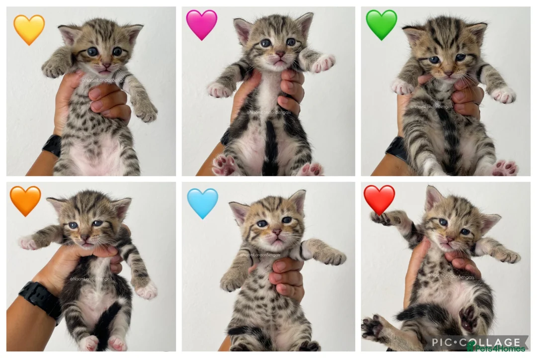 Bengal cats for sale: 🌈 BENGAL KITTENS 🌈 ⭐️⭐️⭐️⭐️⭐️ - Advert 2