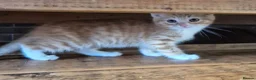 Mixed Breed cats for sale: Beautiful little of kittens ready now!!! - Advert 3